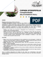 Cuphea Hyssopifolia