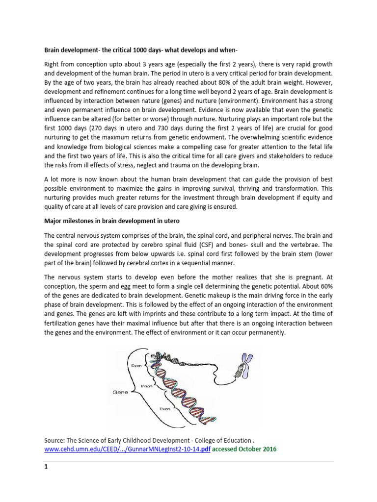 Brain Development The Critical 1000 Days | PDF | Axon | Neuron