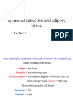 Epithelial, Conective and Adipose LECTURE2