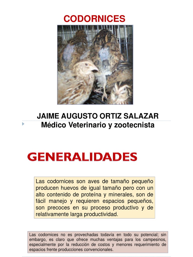 CODORNICES | Aves | Pollo