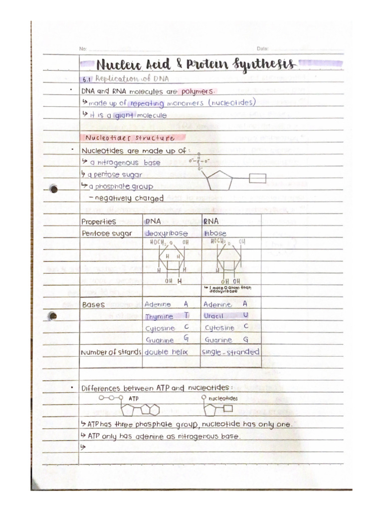 Nucleic Acid And Protein Synthesis PDF