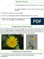 Sonchus