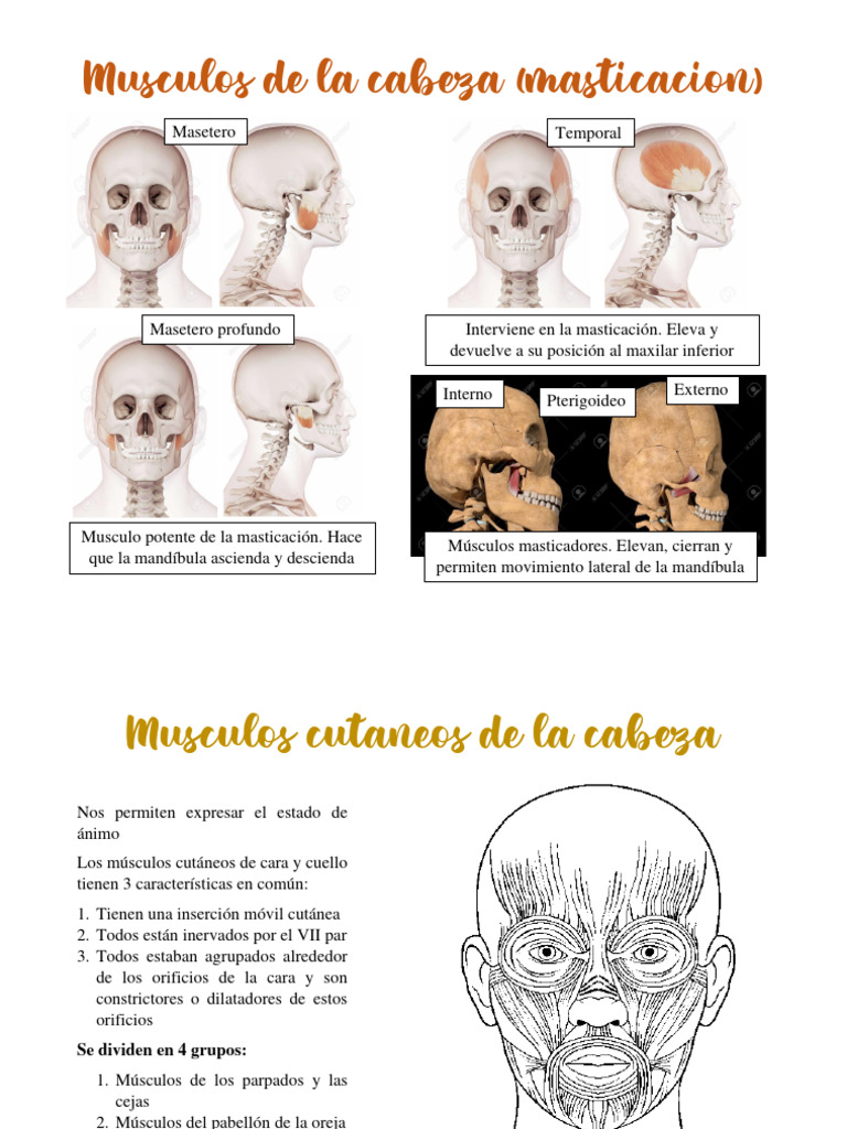 Músculos de Masticación y Expresión Facial | PDF | Cara | Anatomía humana, image size:768x1024