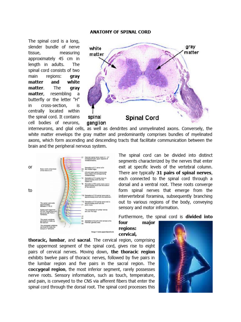 Anatomy of Spinal Cord | PDF | Spinal Cord | Vertebral Column