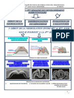 7ème Cours - 2ème Partie - de La 3ème Semaine Du Développement Embryonnaire (De)