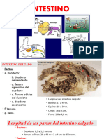 3 Intestino Anato2 A2020