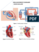 Planche Du Cours D'anatomie Cardiovasculaire