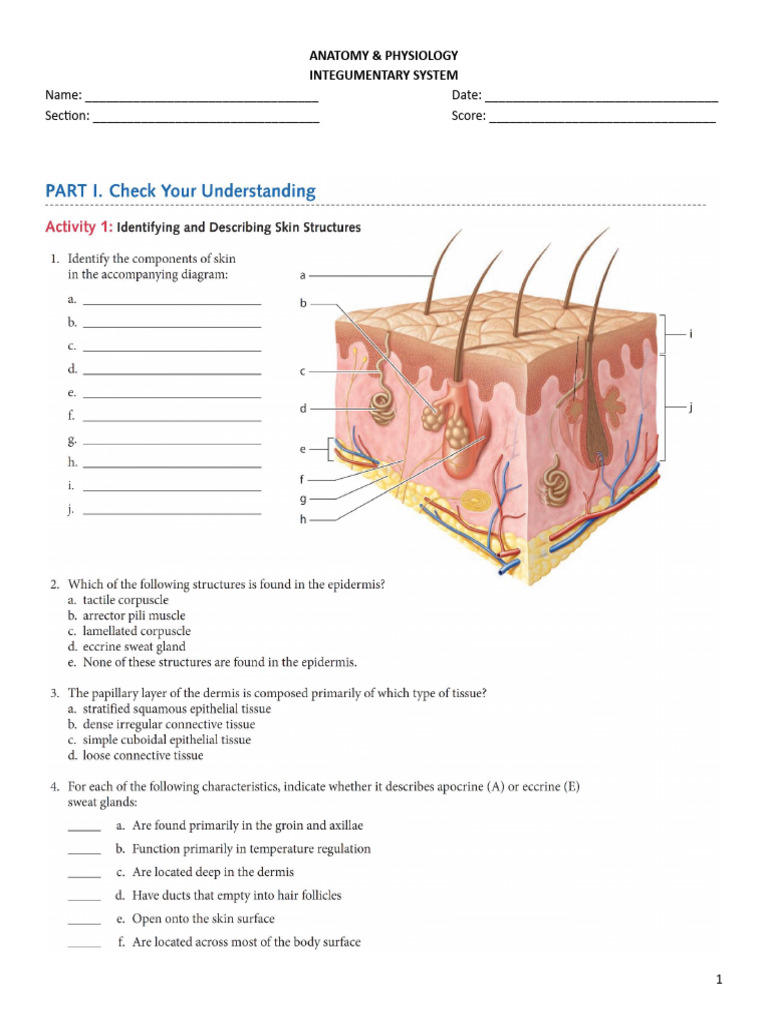 Integumentary Worksheets | PDF