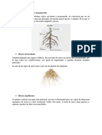 Raíces Primarias o Axonomorfas