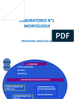 Laboratorio Morfología N1