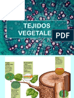 Histología Vegetal New
