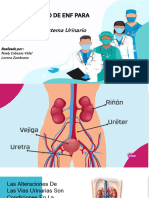 Sistema Urinario