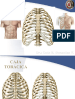 Anatomia Torax Pared Toracica G