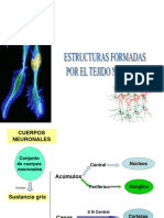 Histología de Órganos Del Sistema Nervioso