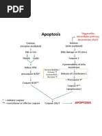 Download Apoptosis Flow Chart by Alison Doyungan Clark SN68209908 doc pdf