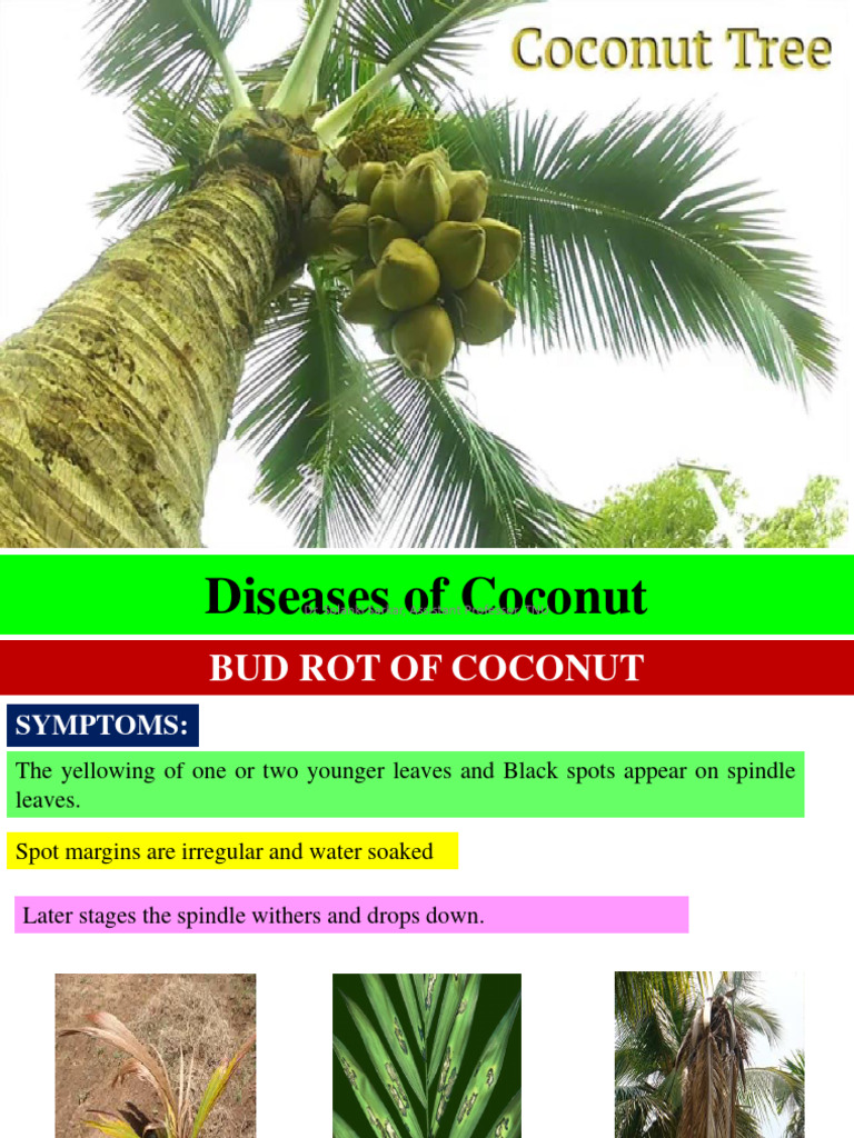 Coconut Diseases: Bud Rot & Wilt | PDF | Coconut | Soil