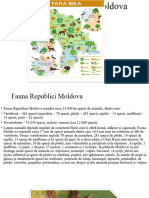 Fauna Republici Moldova Damir Ana