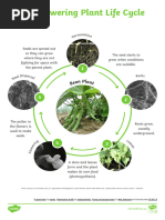 Flowering Plant Life Cycle - Ver