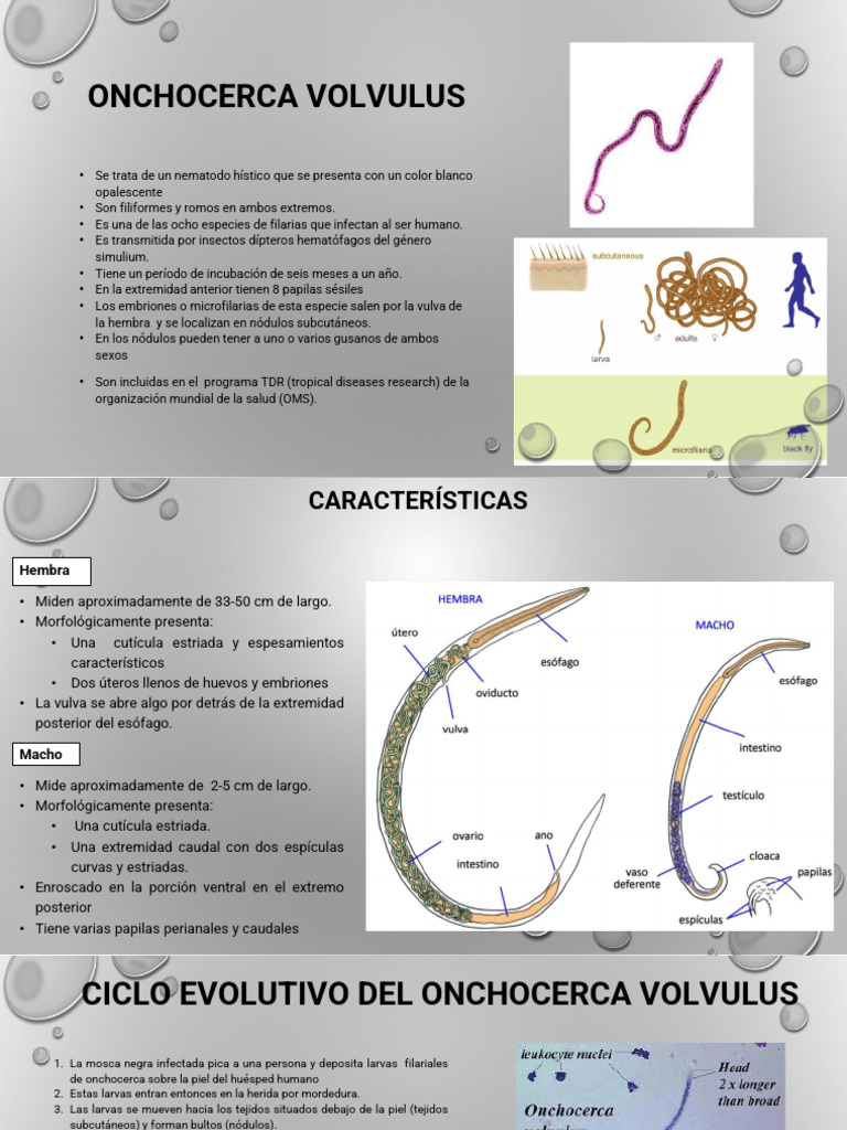 ONCOCERCOSIS | PDF | Especialidades Medicas | Medicina CLINICA