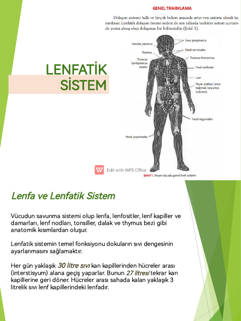 Ders-Lenfatik Sistem | PDF