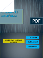 Glandulas Salivales