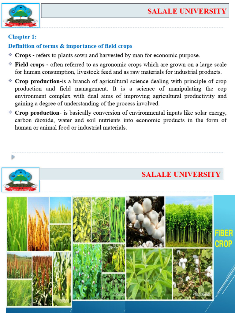 Field Crop | PDF | Agriculture | Cereals
