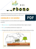 4.3 Ciclo Del Carbono