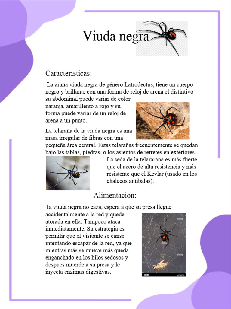 Características y veneno de la viuda negra | PDF