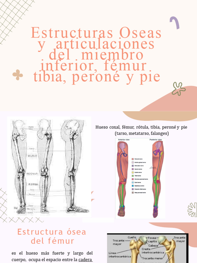 17 Estructuras óseas Y Articulaciones Del Miembro Inferior Fémur