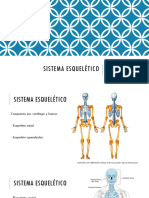 Sistema Esquelético