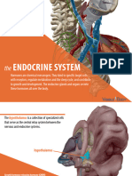 VisibleBody Endocrine System