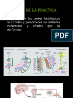 Semana 10 Tiroides y Paratorioides