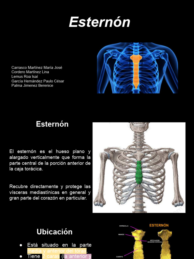 ESTERNON | PDF | Tórax | Tórax (anatomía humana)