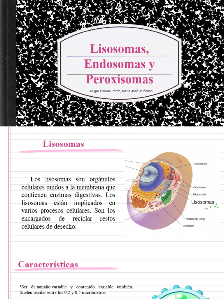 Funciones de Lisosomas y Peroxisomas | PDF | Lisosoma | Citoplasma