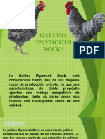 Gallina Plymouth Rock