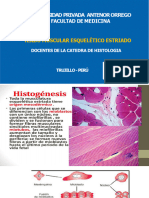 Tejido Muscular - Histologia