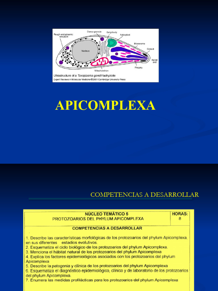 Características y ciclo de vida de Apicomplexa | PDF | Biología