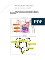 Taller 1 Intestino 