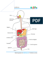 Aparato Digestivo