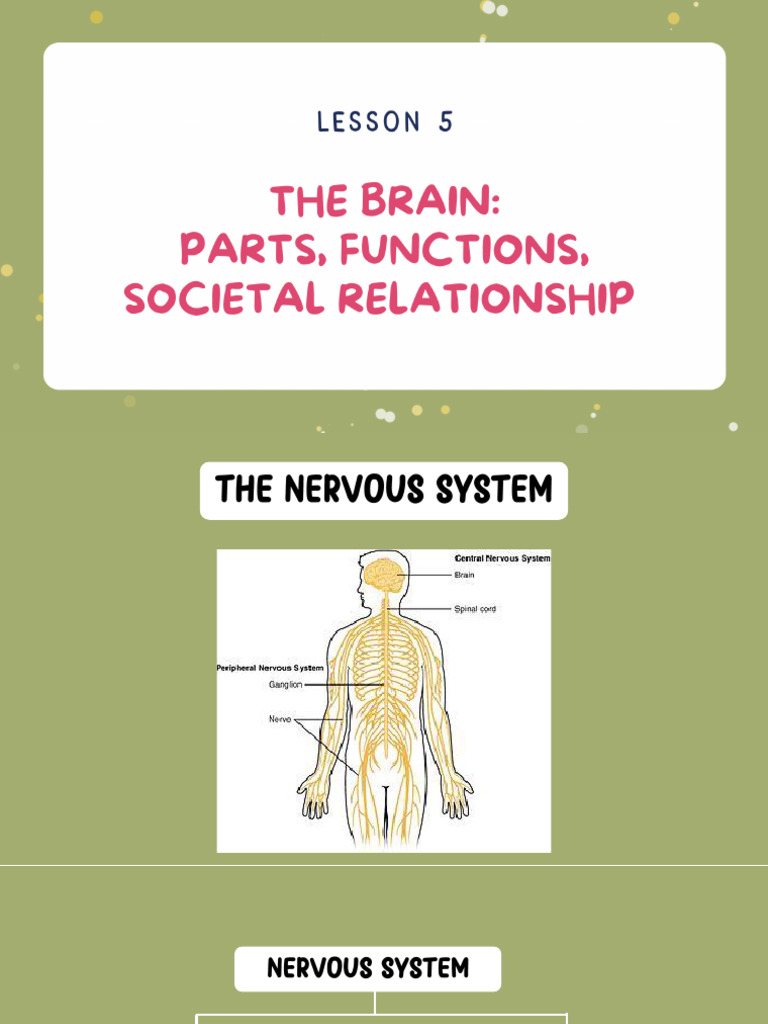 The Brain | PDF | Nervous System | Central Nervous System