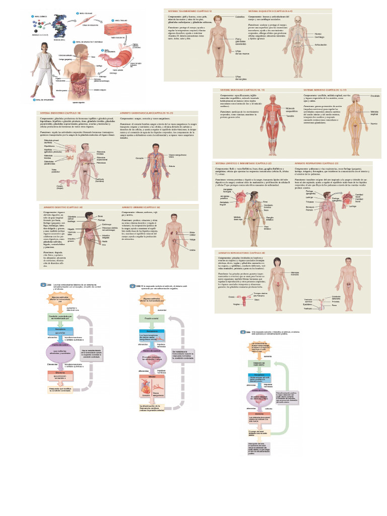 Homeostasis | PDF