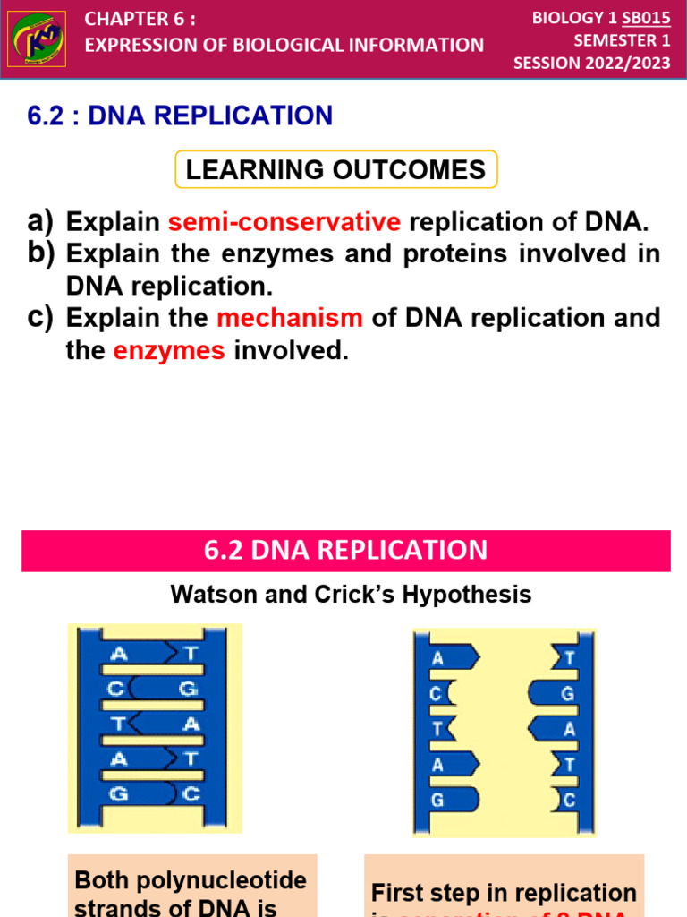 6.2 Dna Replication PDF Dna Replication Primer (Molecular Biology)