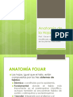 Anatomía de La Hoja