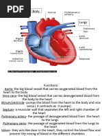 Function of The Parts of The Heart