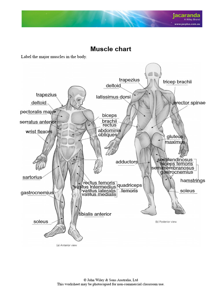 Muscle Labeling Worksheet