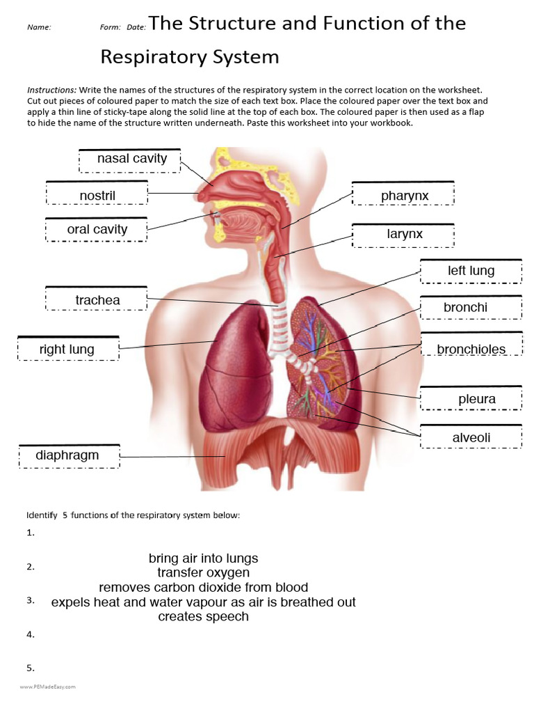 Respiratory System Labeling Activity | PDF | Foreign Language Studies