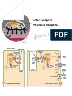 Terminales Axonicos 2023-02-01 2-19-40 P.M.