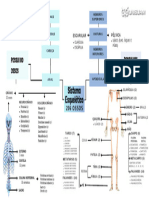 Sistema Esquelético