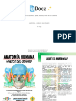 Anatomia Huesos Del 58405 Downloadable 3569405