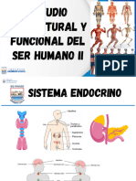 Sesiones #17 y 18-Estudio Estructural y Funcional Del Ser Humano II-03 de Octubre-2023-Ate - PDF - 20231023 - 200935 - 0000